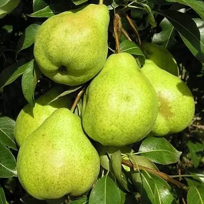 Груша АВГУСТОВСКАЯ РОСА  Груша АВГУСТОВСКАЯ РОСА в Нижнем Тагиле
