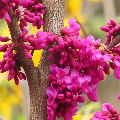 Церцис в Нижнем Тагиле