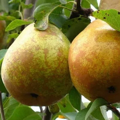 Груша БЕЛОРУСКА  Груша БЕЛОРУСКА в Нижнем Тагиле