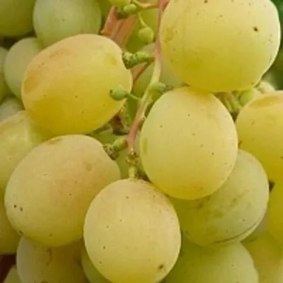 Виноград ТАЛИСМАН в Нижнем Тагиле