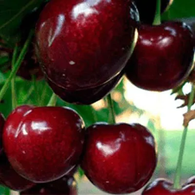 Черешня ВАСИЛИСА  Черешня ВАСИЛИСА в Нижнем Тагиле