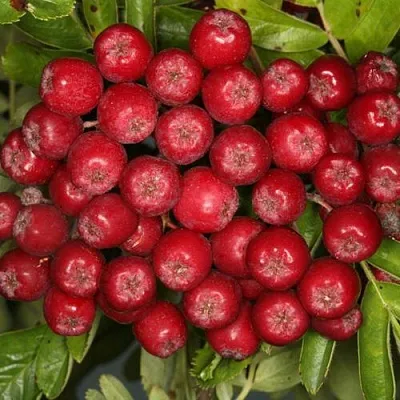 Рябина РУБИНОВАЯ сладкоплодная  Рябина РУБИНОВАЯ сладкоплодная в Нижнем Тагиле