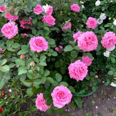 Саженцы роз ЭШЛИ чайно-гибридная — описание сорта Саженцы роз ЭШЛИ чайно-гибридная в Нижнем Тагиле