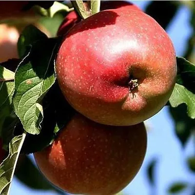 Яблоня АНТЕЙ КИЕВСКИЙ колонновидная в Нижнем Тагиле