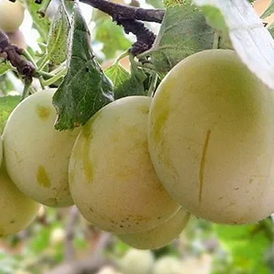 Слива УТРО  Слива УТРО в Нижнем Тагиле