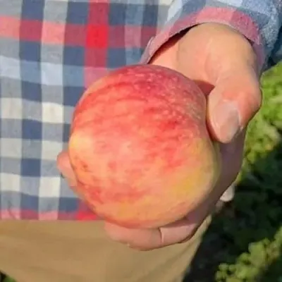 Яблоня ВАСЮГАН колонновидная в Нижнем Тагиле