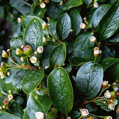 Кизильник в Нижнем Тагиле