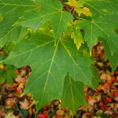 Клен сахарный  Клен сахарный в Нижнем Тагиле