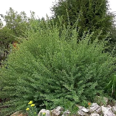 Ива НАНА  пурпурная   Ива НАНА  пурпурная  в Нижнем Тагиле