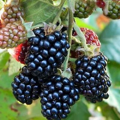 Ежевика ОУАЧИТА бесшипная — описание сорта Ежевика ОУАЧИТА бесшипная в Нижнем Тагиле