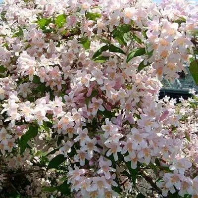 Кольквиция в Нижнем Тагиле