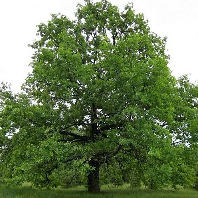 Дуб черешчатый   Дуб черешчатый  в Нижнем Тагиле