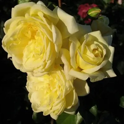 Саженцы роз КАЗИНО плетистая  Саженцы роз КАЗИНО плетистая в Нижнем Тагиле