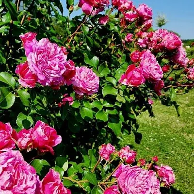 Саженцы роз ИНЕС САСТР плетистая  Саженцы роз ИНЕС САСТР плетистая в Нижнем Тагиле