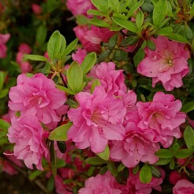 Азалия РОЗИНЕТТА японская в Нижнем Тагиле