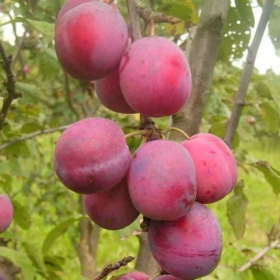 Слива ЭДИНБУРГСКАЯ  Слива ЭДИНБУРГСКАЯ в Нижнем Тагиле