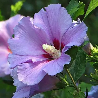 Гибискус в Нижнем Тагиле