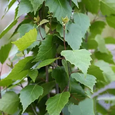 Береза ФАСТИГИАТА повислая   Береза ФАСТИГИАТА повислая  в Нижнем Тагиле