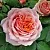 Саженцы роз ПОЛЬ БОКЮЗ шраб в Нижнем Тагиле