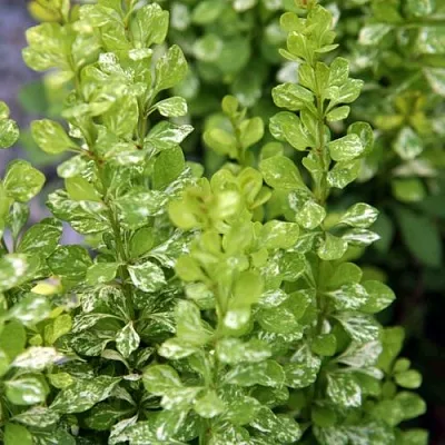 Барбарис ПАУ ВАУ тунберга в Нижнем Тагиле