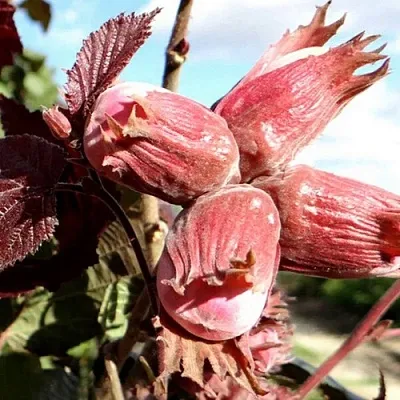 Фундук АЛЫЙ ПАРУС  Фундук АЛЫЙ ПАРУС в Нижнем Тагиле