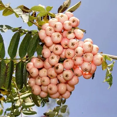 Рябина ПИНК ВЕЙЛ  Рябина ПИНК ВЕЙЛ в Нижнем Тагиле