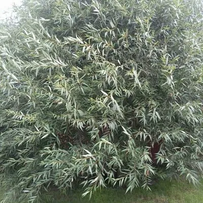 Ива СЕРЕБРИСТАЯ  Ива СЕРЕБРИСТАЯ в Нижнем Тагиле