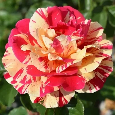 Саженцы роз ВАНИЛЛА ФРАЙЗ плетистая  Саженцы роз ВАНИЛЛА ФРАЙЗ плетистая в Нижнем Тагиле