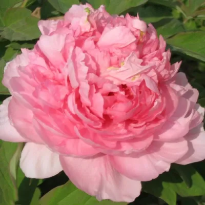 Пион ИМПЕРАТОРСКАЯ НАЛОЖНИЦА древовидный в Нижнем Тагиле