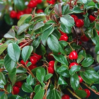 Кизильник Даммера в Нижнем Тагиле