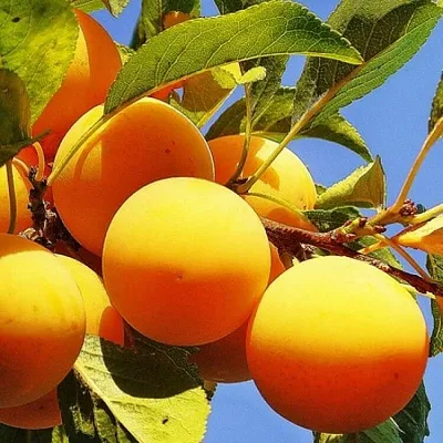 Желтая   Желтая  в Нижнем Тагиле