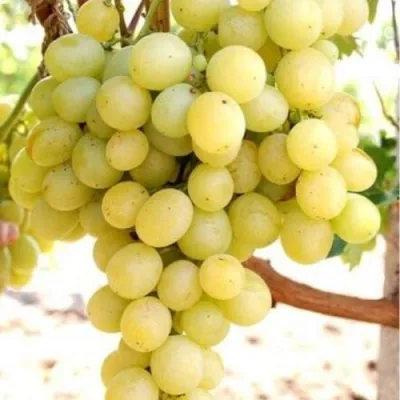 Виноград ТАЛИСМАН в Нижнем Тагиле