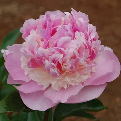 Пион ЭНДЖЕЛ ЧИКС травянистый  Пион ЭНДЖЕЛ ЧИКС травянистый в Нижнем Тагиле