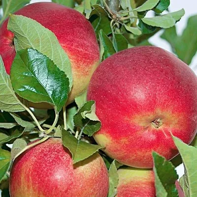 Яблоня СЕНАТОР колонновидная в Нижнем Тагиле