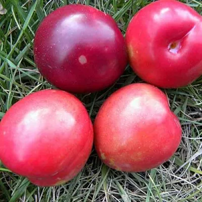 Плумкот БИРИКОККОЛО НОСТРАНО  Плумкот БИРИКОККОЛО НОСТРАНО в Нижнем Тагиле