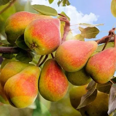 Груша ЗАБАВА  Груша ЗАБАВА в Нижнем Тагиле