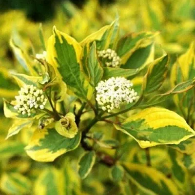 Дерен в Нижнем Тагиле