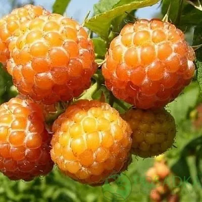 Малина КУМБЕРЛЕНД желтая  Малина КУМБЕРЛЕНД желтая в Нижнем Тагиле