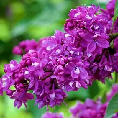 Сирень ОГНИ ДОНБАССА  Сирень ОГНИ ДОНБАССА в Нижнем Тагиле