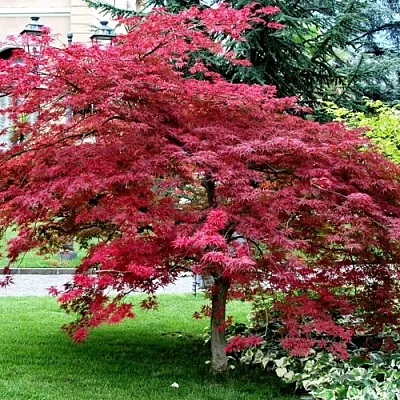 Клен пальмолистный  Клен пальмолистный в Нижнем Тагиле