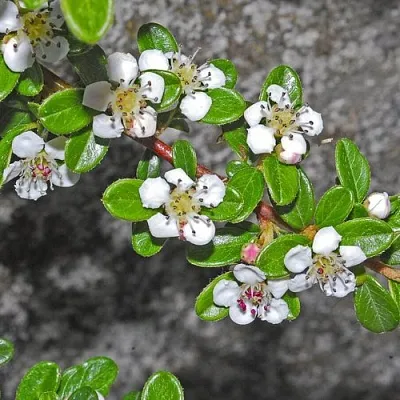 Кизильник ТАНГСТЕДТ горизонтальный  в Нижнем Тагиле