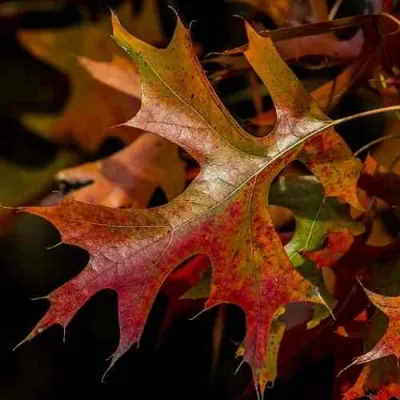 Дуб болотный — описание сорта Дуб болотный в Нижнем Тагиле