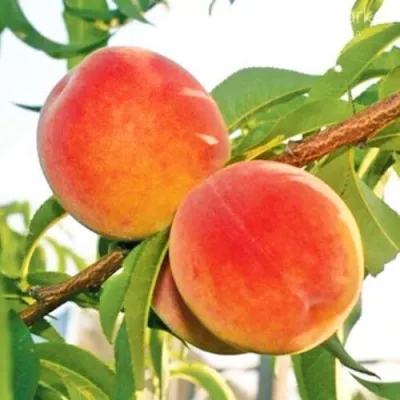 Персик ОНТАРИО — описание сорта Персик ОНТАРИО в Нижнем Тагиле