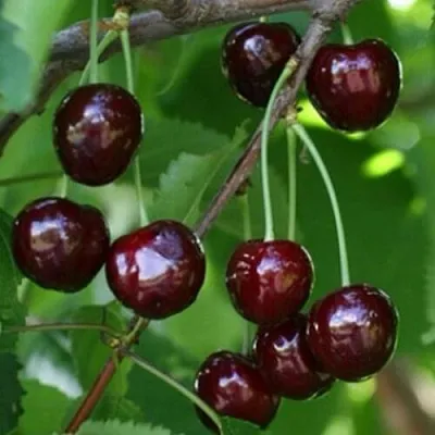 Черешня НАРОДНАЯ  Черешня НАРОДНАЯ в Нижнем Тагиле