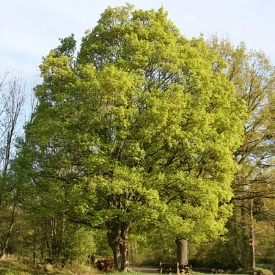 Клен полевой  Клен полевой в Нижнем Тагиле