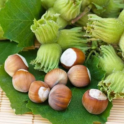 Фундук КРЕПКИЙ ОРЕШЕК  Фундук КРЕПКИЙ ОРЕШЕК в Нижнем Тагиле