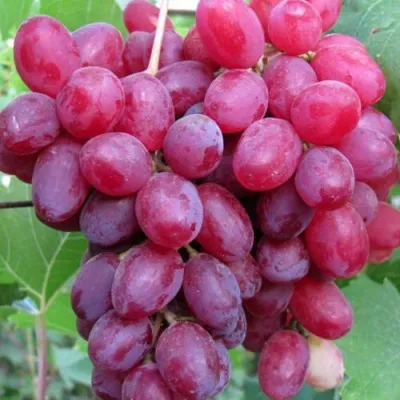 Виноград КИШМИШ ВЕЛЕС в Нижнем Тагиле