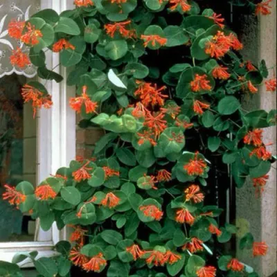 Жимолость ДРОМПОР СКАРЛЕТТ брауна в Нижнем Тагиле