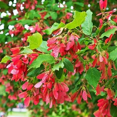 Клен татарский  Клен татарский в Нижнем Тагиле