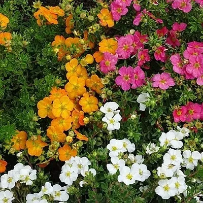 Лапчатка в Нижнем Тагиле